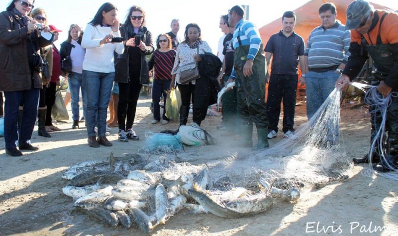 Assim como as tainhas, anchovas ainda não apareceram no litoral Sul