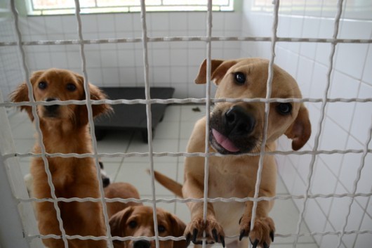 CCZ realiza feira de adoção de animais