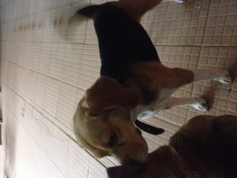 Beagle Perdida