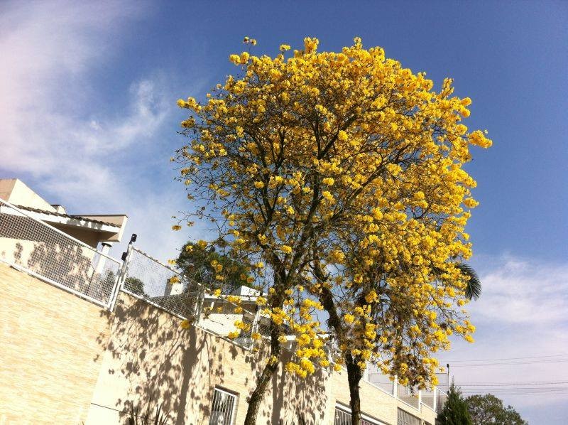 Primavera climática antecipa florações 