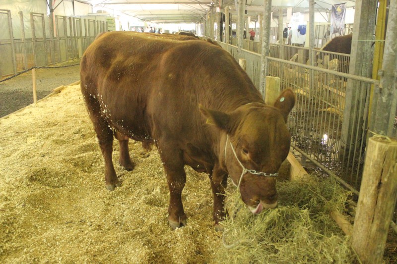 Venda de animais é destaque da Feira AgroPonte