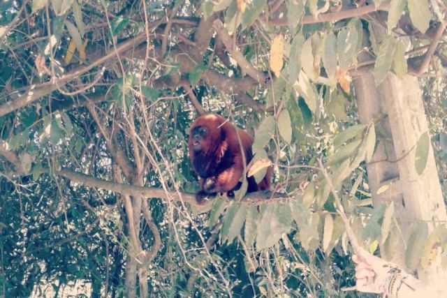 Presença de macaco próximo a residências chama atenção de moradores