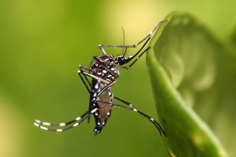 Vigilância em Saúde esclarece casos suspeitos de dengue, chikungunya e zika