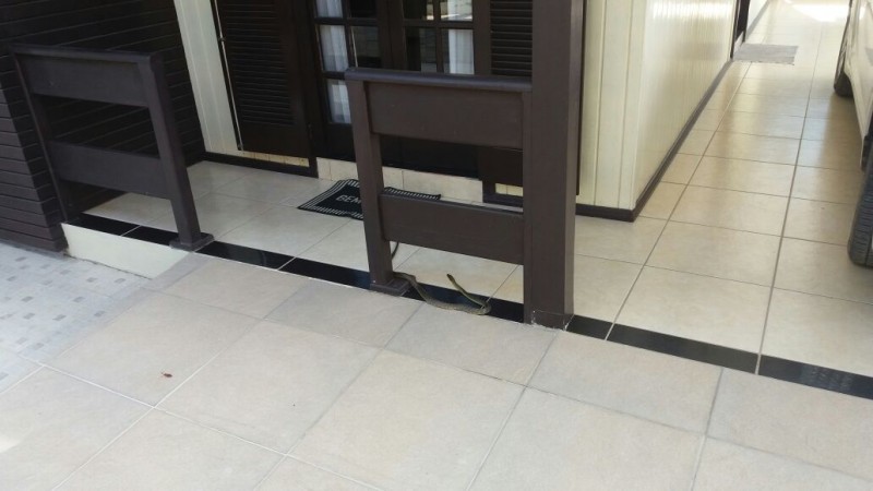 Cobras em residências assustam moradores de Criciúma