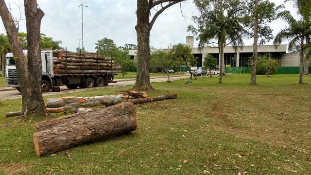 VÍDEO: Dezenas de árvores derrubadas no Parque Centenário