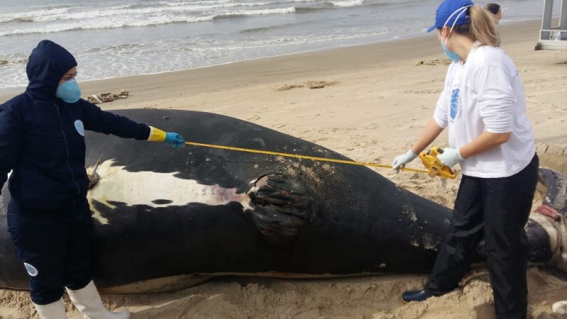 Filhote de baleia-franca estava morto antes de encalhar em Laguna