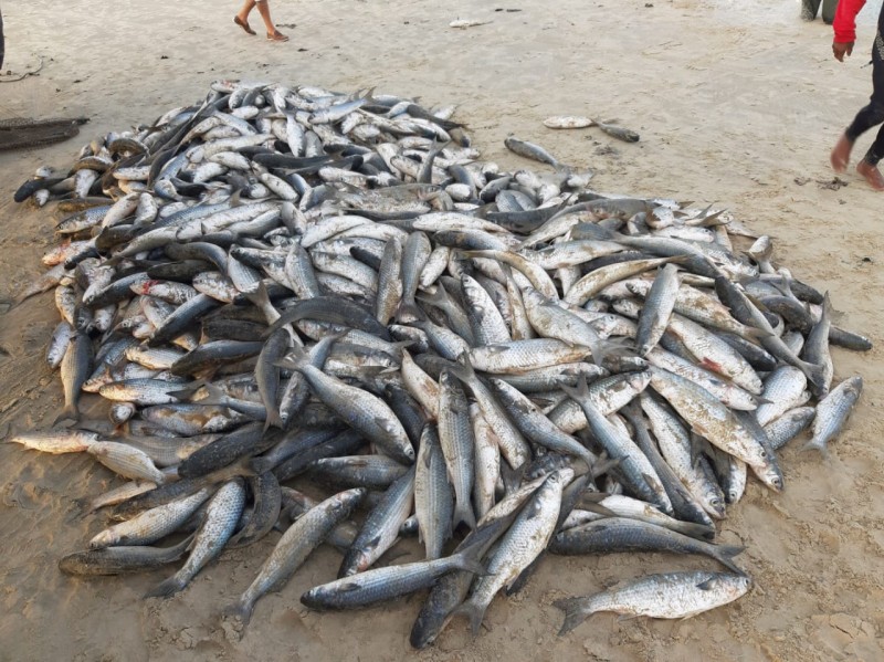 Cerca de 4 toneladas de tainha capturadas no Balneário Arroio do Silva