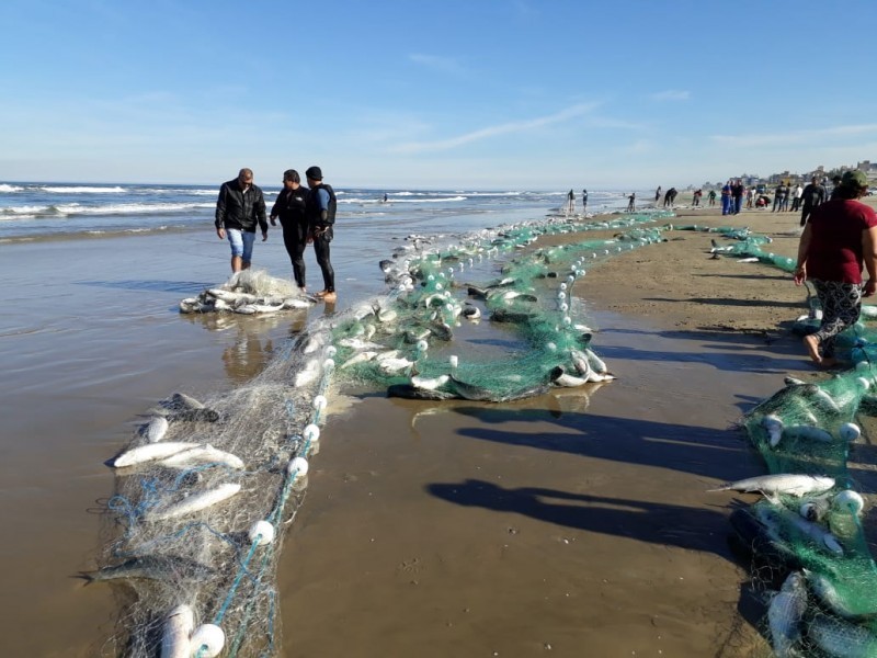 Pesca da tainha encerra hoje e menos de 50 toneladas de peixes são retirados do mar