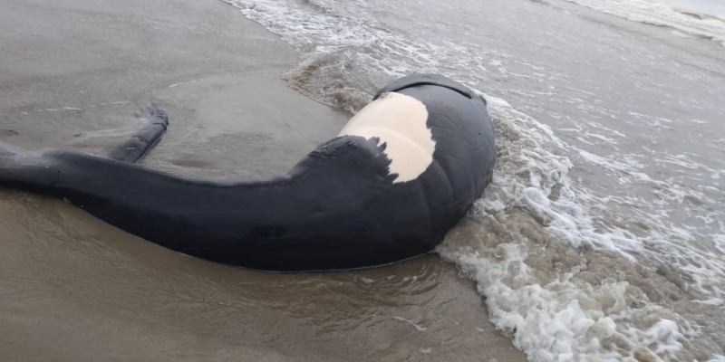Filhote de baleia-franca é encontrado morto na Praia do Sol em Laguna