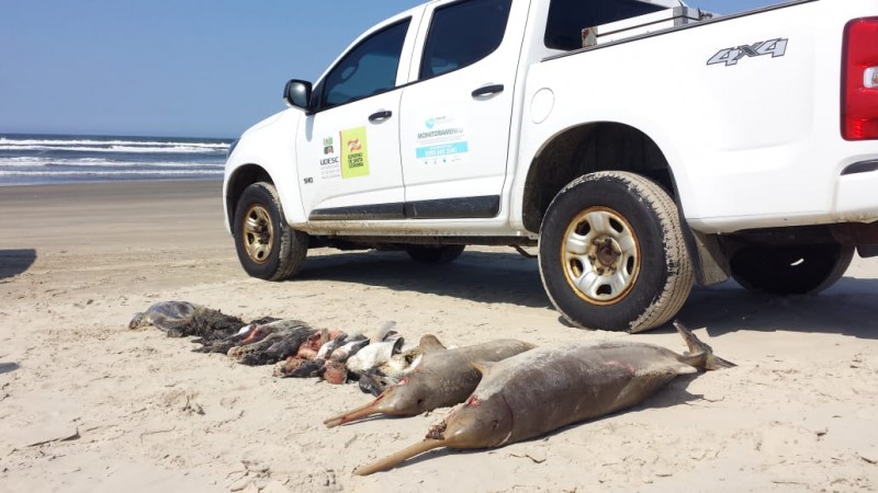 Projeto ambiental investiga morte de 17 animais marinhos encontrados na última sexta 