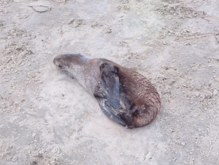 Mais quatro animais marinhos encontrados na orla do Rincão; dois deles sem vida 
