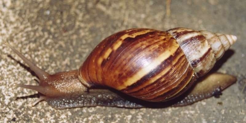 Vigilância Epidemiológica monitora aparecimento de caramujo africano