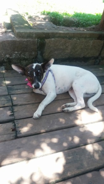 Animal para doação - Clara