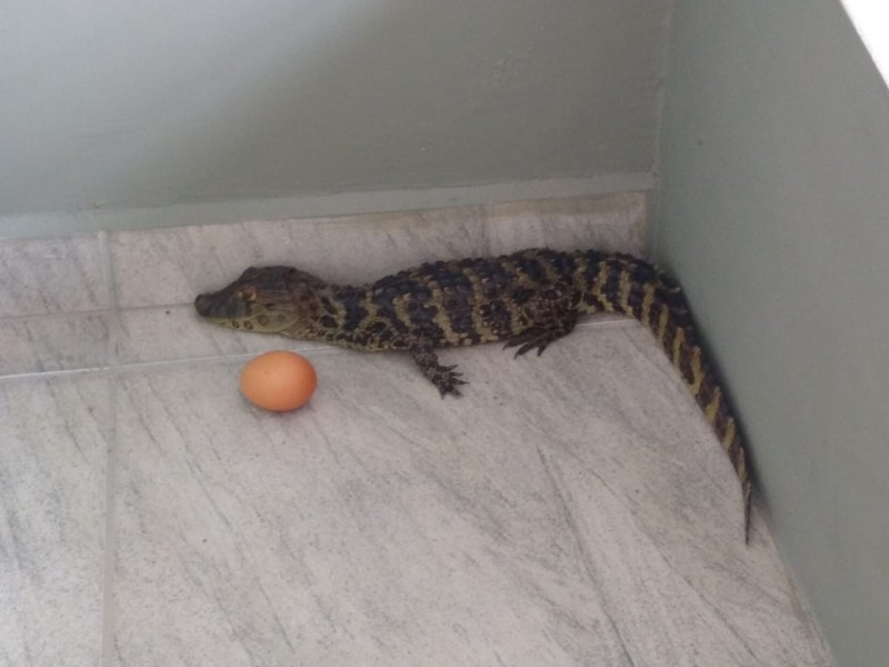 Filhote de jacaré é encontrado no bairro São Simão 