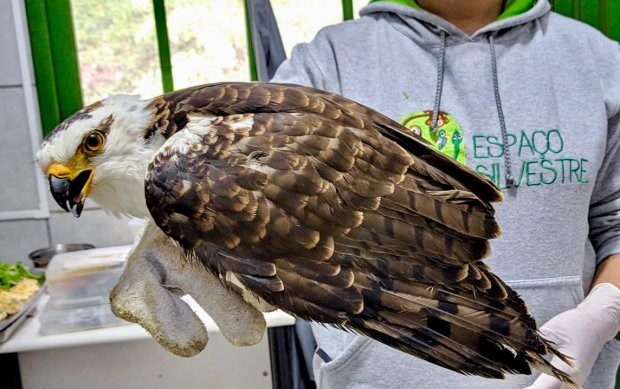 Em um ano, Santa Catarina resgata 1,4 mil animais vítimas de tráfico