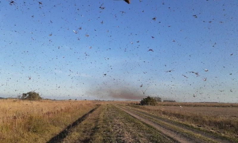 Defesa Civil avalia possibilidade de nuvem de gafanhotos chegar à região