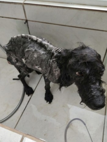 Cão vítima de maus-tratos é resgatado em Tubarão