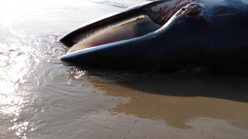Baleia-minke é encontrada morta na Praia do Sol, em Laguna
