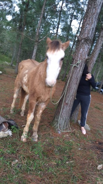 Cavalo encontrado vivo em abatedouro clandestino está seguro, afirma presidente de ONG