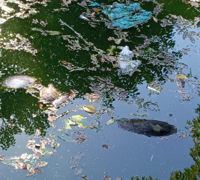 Lixo, animais mortos e mau cheiro no lago da Praça do Congresso