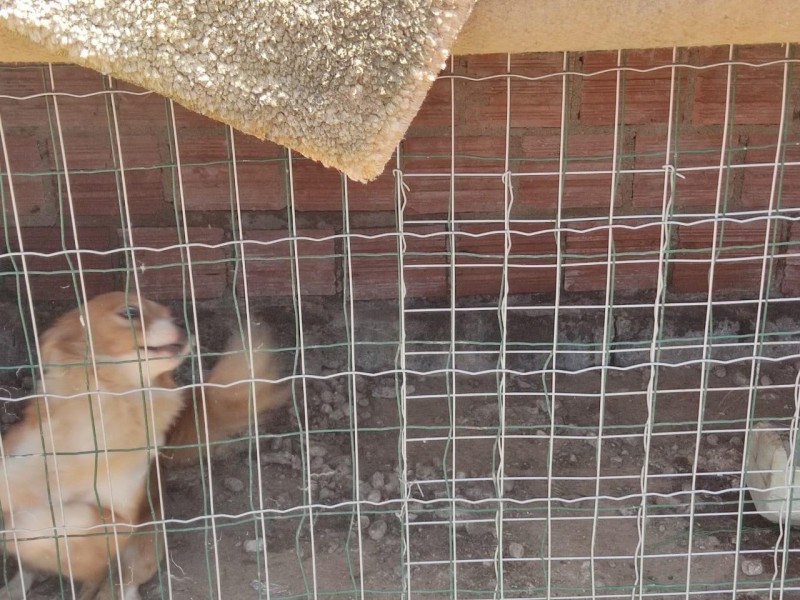 PM e Fundai resgatam animais em situação de maus-tratos em Içara