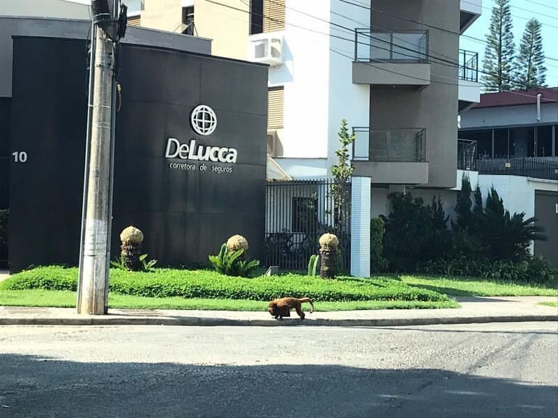 Bugio aparece em Criciúma e atrai atenção de moradores