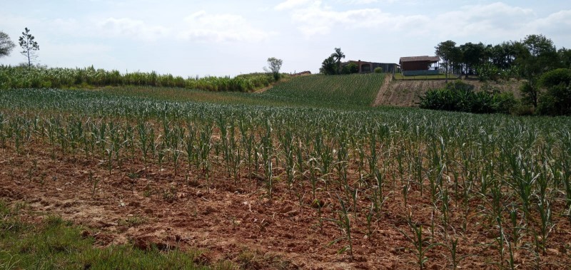Estiagem provoca mais de R$ 20 milhões de prejuízo no setor da agricultura em Içara