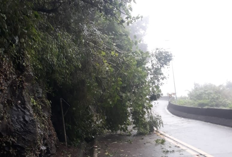 Queda de árvore deixa trânsito em meia pista na Serra do Rio do Rastro