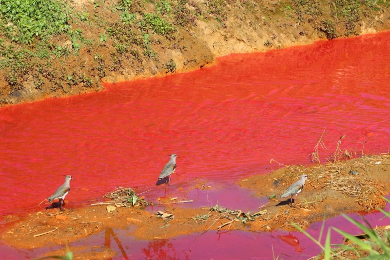 Vazamento de produto químico deixa rio Linha Anta vermelho; confira a galeria de fotos