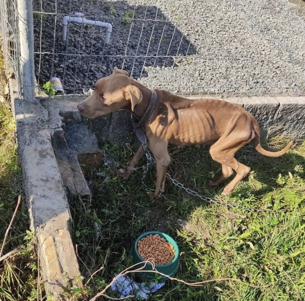 Polícia Civil resgata cachorra vítima de maus-tratos em Turvo