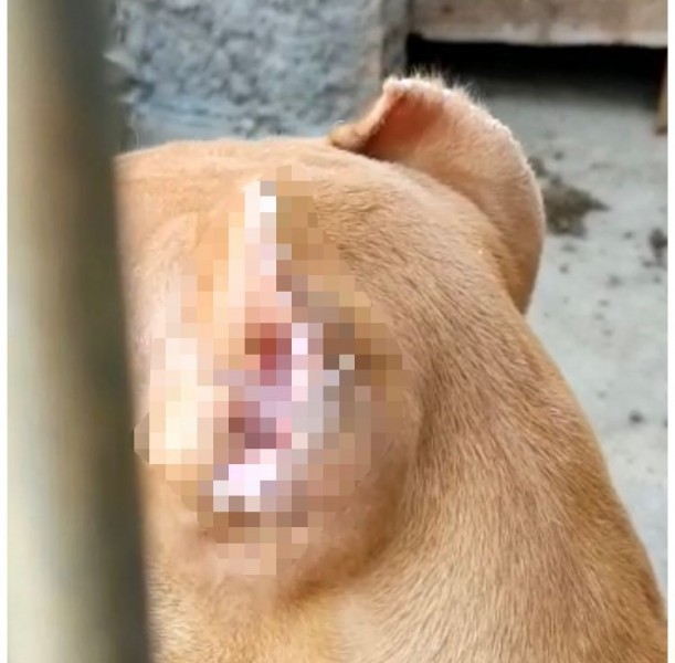 Policiais encontram cão com orelhas cortadas durante operação