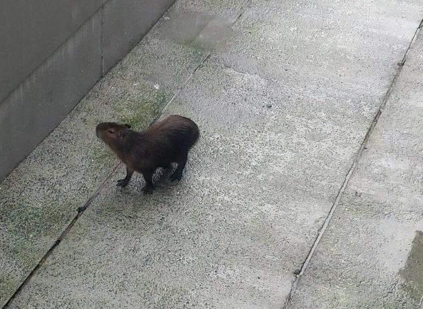 Criciúma: capivara é capturada em edifício comercial do Pio Corrêa 