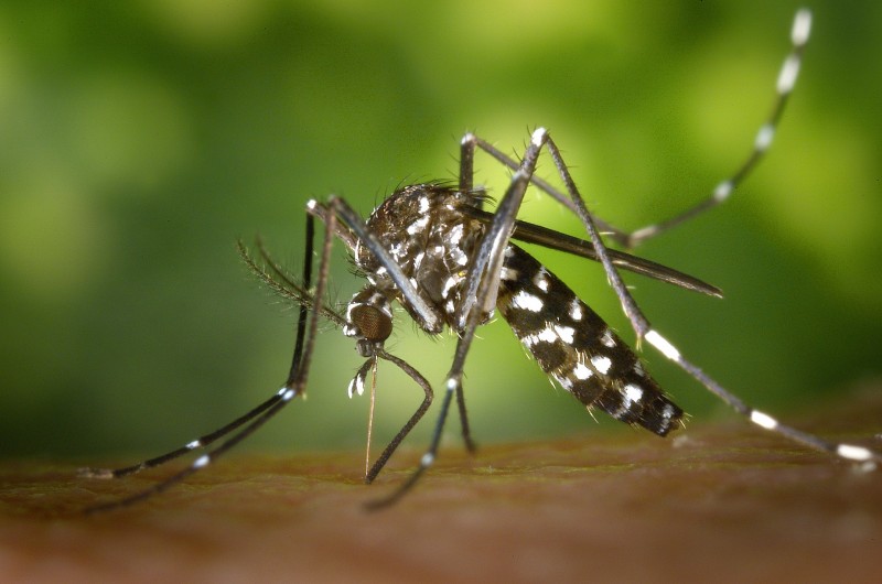 Criciúma é um dos únicos municípios catarinenses não considerados infestados pelo Aedes aegypti