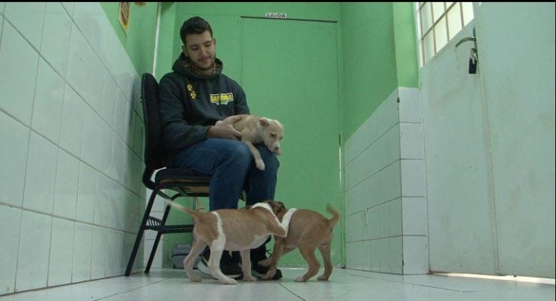 Adotar é animal: um gesto que promove segunda chance ao bichinho de rua