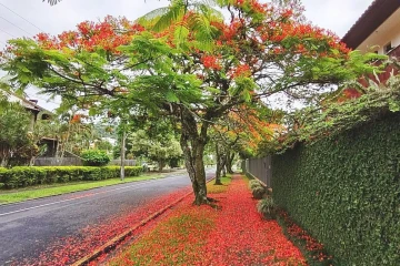 Sua majestade, o flamboyant