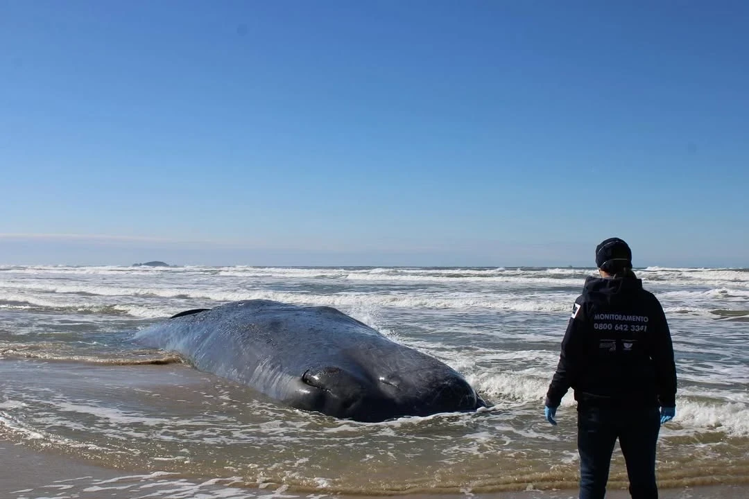 Cachalote encalhado é encontrado morto em Laguna e mobiliza equipes especializadas 1 galeria-0