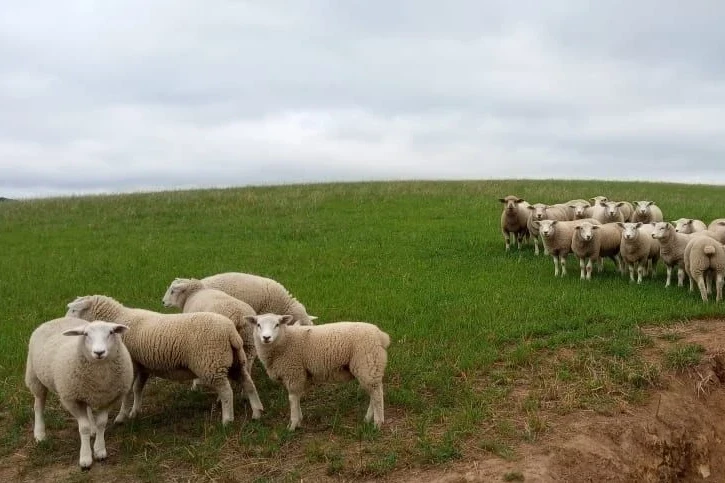 Feira AgroPonte terá espaço dedicado para produção serrana de cordeiros