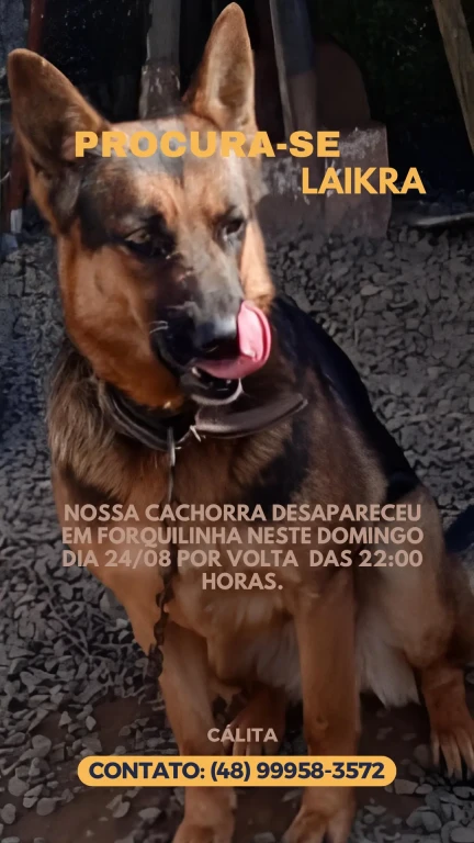 imagem do card de noticia