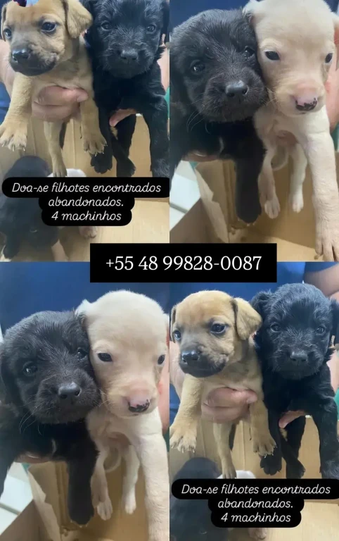 imagem do card de noticia