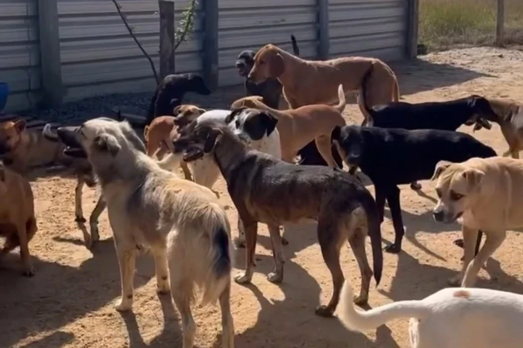 OPA encerra convênio e teme destino de 120 animais em Balneário Rincão