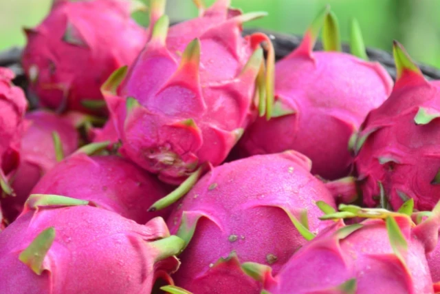 Colheita da pitaya é aberta no Sul de Santa Catarina
