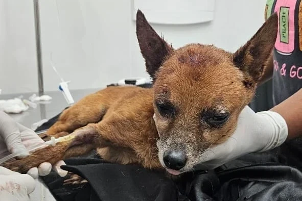 Cachorro é encontrado com sinais de agressão e abandonado dentro de saco; veja vídeos e fotos