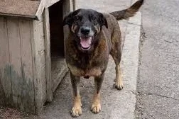 Tratado como suspeito, adolescente vira testemunha no caso do cão Orelha