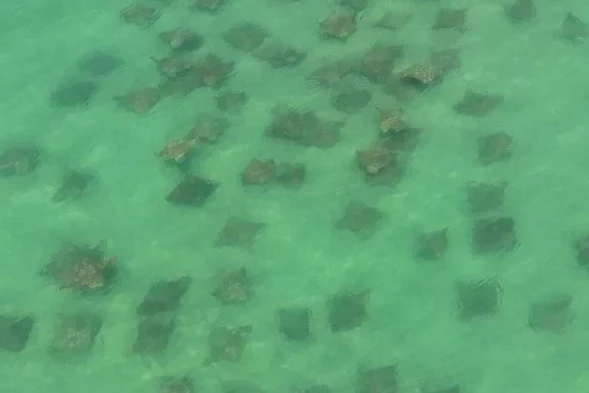 Mais de 100 arraias são registradas no Farol de Santa Marta; veja vídeo