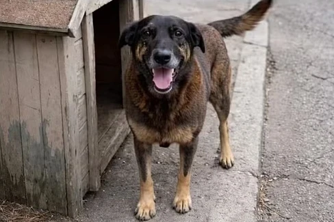 Polícia Civil conclui investigação sobre morte do cão Orelha e pede internação de adolescente