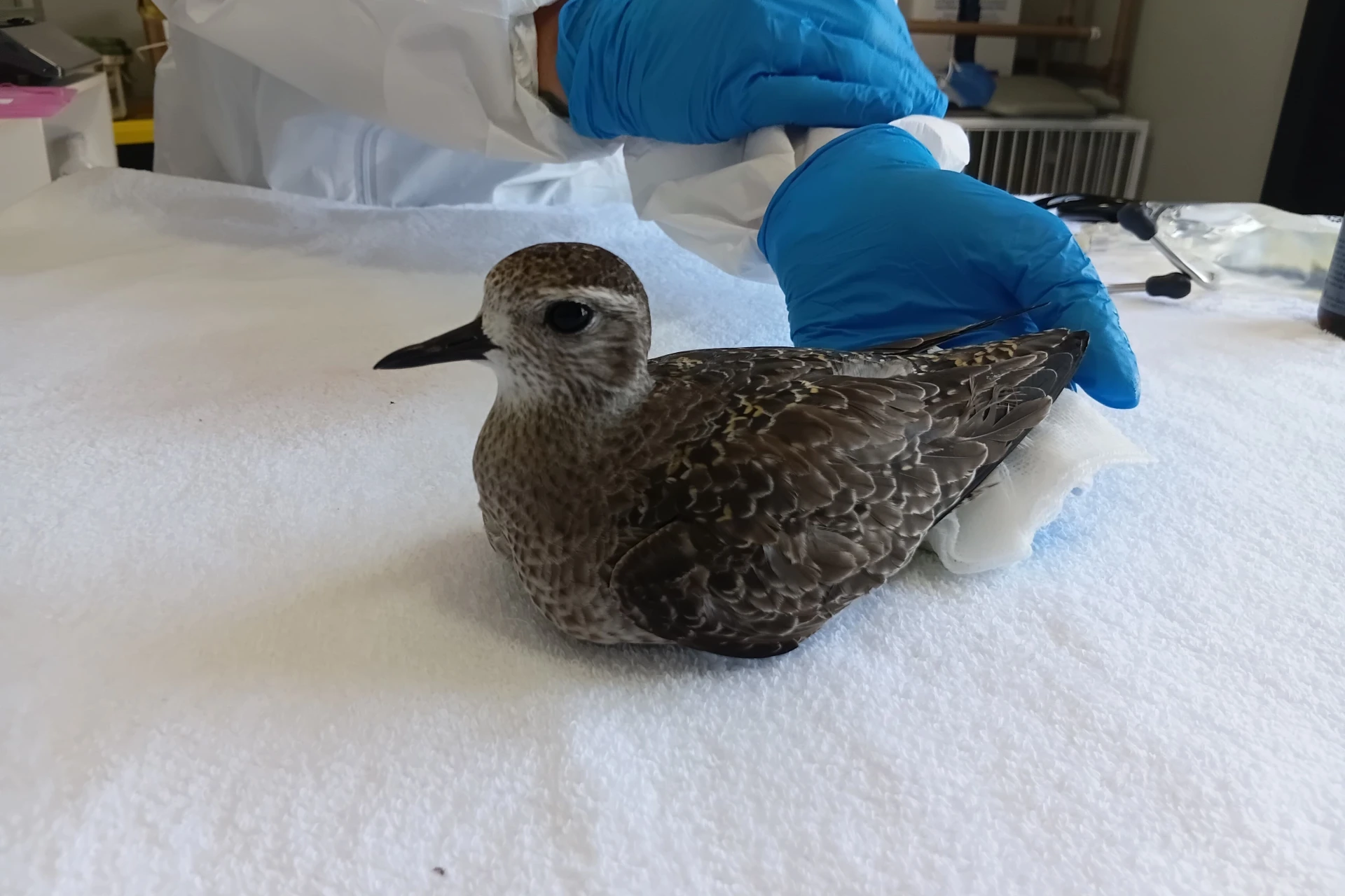 Vídeos e fotos: aves migratórias são resgatadas no litoral Sul catarinense