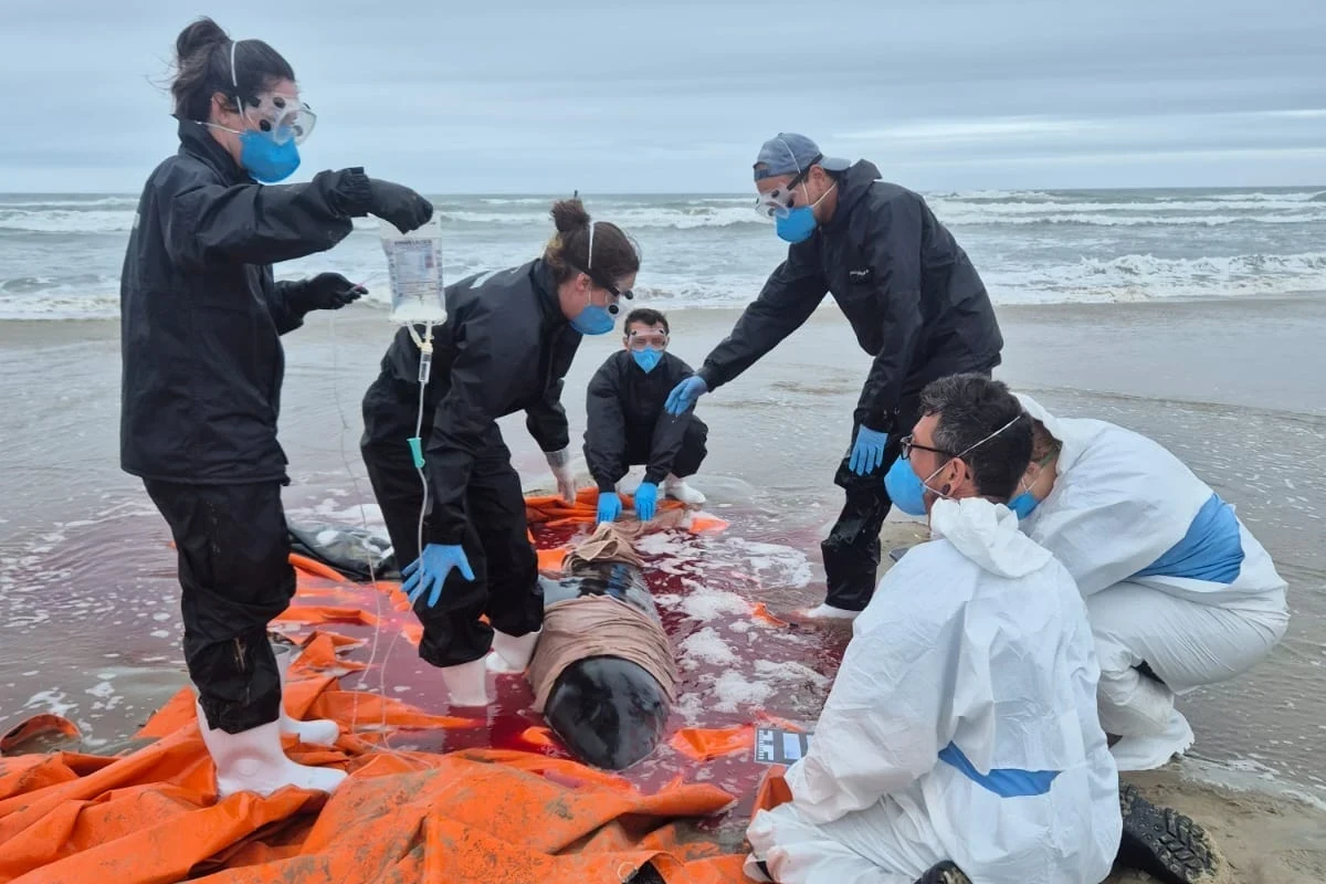 Vídeos: biólogos e veterinários tentam salvar cachalote-anão que encalhou em praia de Araranguá