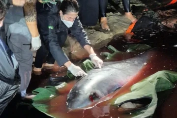 Morre cachalote-anão que encalhou na praia de Morro dos Conventos