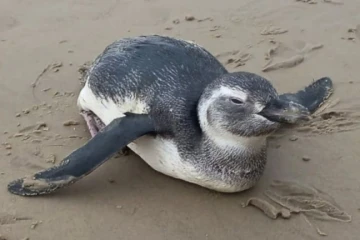 Resgates marcam chegada dos primeiros pinguins de 2026 ao Litoral de SC