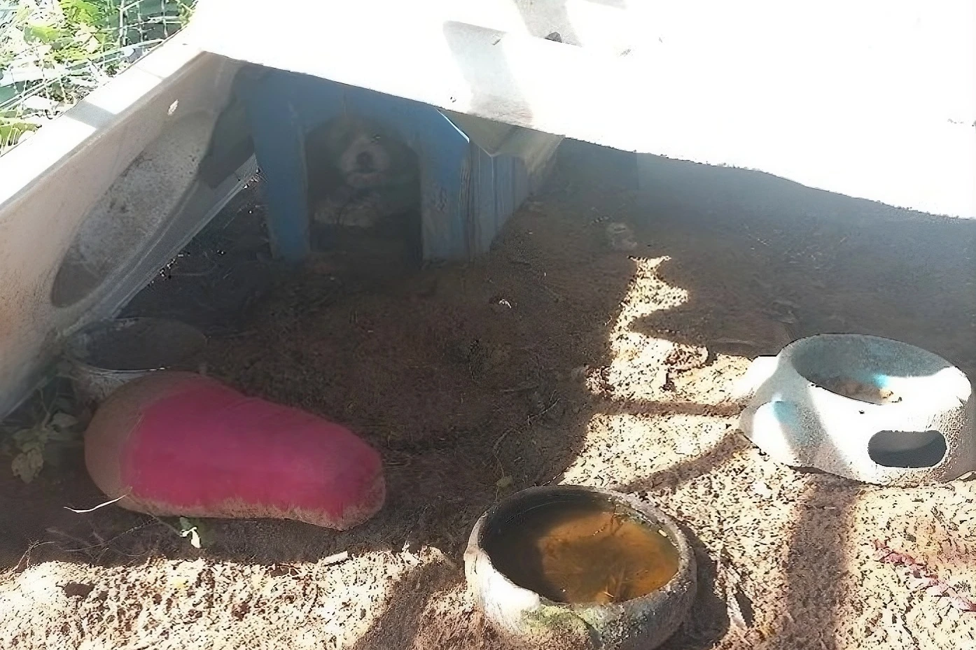 Polícia encontra cães em situação de maus-tratos e proprietário de residência é preso